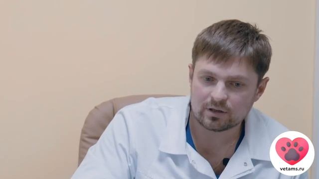 Как лечить хроническую хромоту у собак и кошек.
