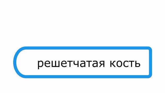 Орган обоняния. Гистология