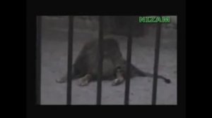 Лев кричит Аллах