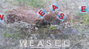 Learn to read and save the animals 11 на английском!