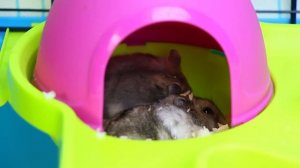 Милые хомки в новом домике. Алиса и Дана