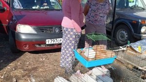 02.06.24 МАЛОЯРОСЛАВЕЦ,ПТИЧИЙ РЫНОК ЧАСТЬ 2, ДОМАШНИЕ ЖИВОТНЫЕ