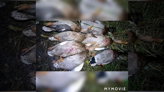 Открытие охоты в тюменской области смотреть онлайн