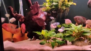 Винная цихлазома, Бражник, геофагусы Штандахнера, цихлиды, сапфировый попугай