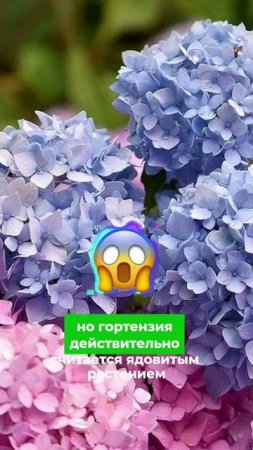 Миф или правда: угадаете ли вы? 🤔🌱