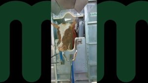 Бокс оглушения поворотный для ритуального убоя. ХИТПРОМ