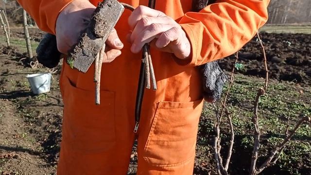 Підготовка виноградних кущів до укриття землею.