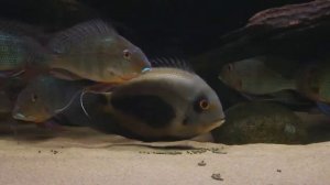 Уару клинопятниста (Uaru amphiacanthoides)