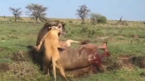 антилопа и львица