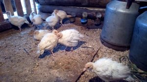 Белые широкогрудый индюки 31 день