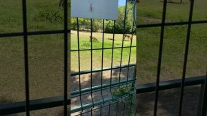 Животное Гуанако. Зоопарк Ростова на Дону.