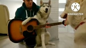 Песня Про Хаски Бандита