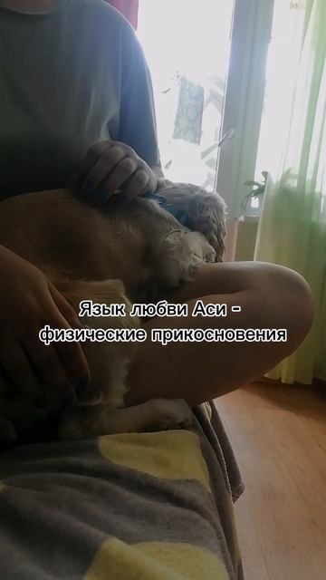 #собака #щенок #спаниель #кокерспаниэль #pets #собаки #любовь #животные #друг #тренд
