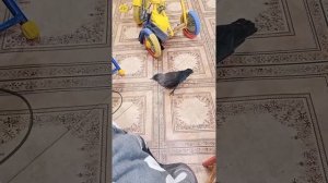 как приручить галку с пеленок. лайфхак.