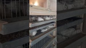 Перепелки. Техаская порода.