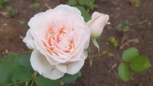 Роза Morden Blush (канадка, шраб, 1988) 05 июля 2022 от Питомник МамаРозы