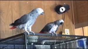 Два весёлых попугая