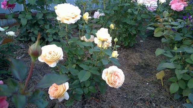 Роза  КАНДИЛАЙТ (Candlelight) Tantau Германия, 1994 смотреть онлайн