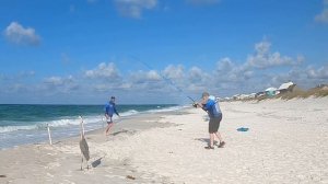 Tossed Baits So Close Surf Fishing And Caught This!