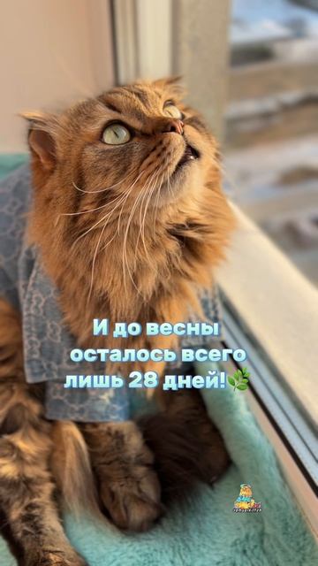 Скоро весна!🌿😸 #котики #скоровесна #милыекотики #милота