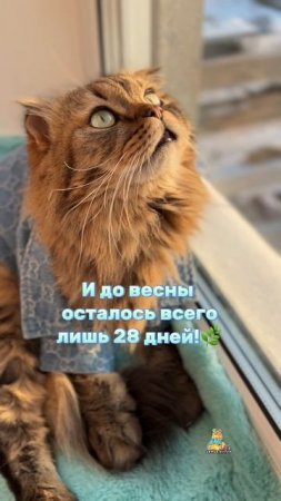 Скоро весна!🌿😸 #котики #скоровесна #милыекотики #милота