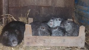 Напоили НУТРИЙ витаминами, накормили кашей. Надолго ли хватит ящика? 26.01.25.