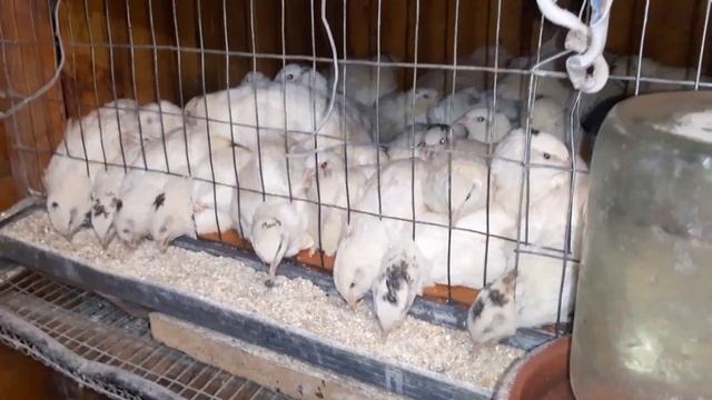 Перепела//Техасский перепел//Поменял всех