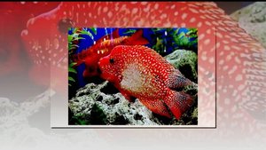 ЧАРУЮЩИЙ И ПРЕКРАСНЫЙ ПОДВОДНЫЙ МИР.