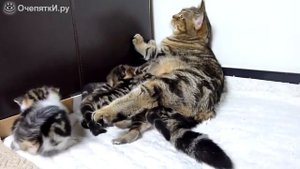 Мама кошка и её котята. Приколы с кошками 🤣