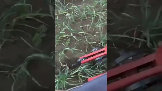 Авторский культиватор по чесноку)) made by Кувайцев 8 рядный… Полевые работы АгроИнвестРФ инвестици