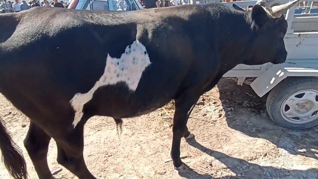 Шымбай Мал Базар /29.05.2022 / Скотный Рынок / Мал Базар 2022 / Shimbay mal bazar / mal bazar 2022