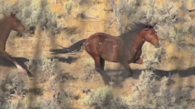 Mustang Soul смотреть онлайн