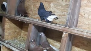 Племенные старопородные мариупольские голуби Александра Власенко. Репортаж из маточника. Pigeons. 鸽