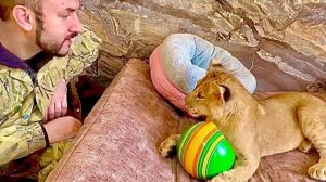 Маленькая львичка Сараби становится  ОЧЕНЬ ШКОДНОЙ, лучше минус мяч, чем минус диван)))