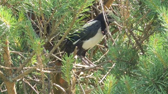 сороченок вылез из гнезда смотреть онлайн
