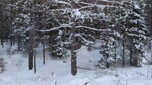 Лоси в лесу