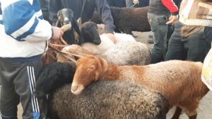 Фаргона В РИШТОН Мол Бозори. | Fargona V RISHTON Mol bozori.