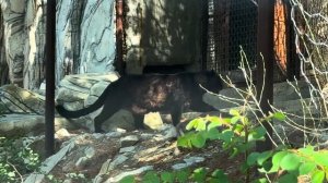 ЭКСКУРСИЯ в САФАРИ ПАРК ГЕЛЕНДЖИК с РЕДКИМИ ЖИВОТНЫМИ и ПТИЦАМИ