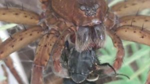 Dolomedes plantarius je muche | Karmienie pająka #2