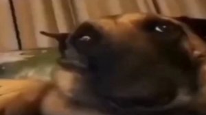 СОБАКА СМОТРИТ В КАМЕРУ МЕМ 1 ЧАС