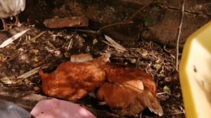 Выходные с курями. (Куры купаются в земле). Часть 3