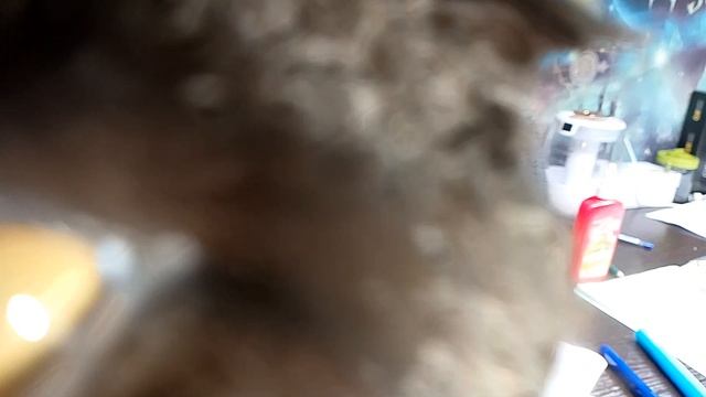 ✨😽😺"Кошачьи выходные: Умная ученица и ленивый кот — кто кого?"🐈⬛💫