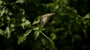 Butterfly Wonderland   Shot On The Sony FX30 With The Tamron 17-70mm F2.8 Lens