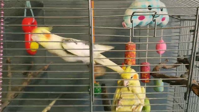 Как научить попугая говорить ?! Учим попугая кореллу говорить. смотреть онлайн