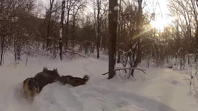 Копия видео "Байкал и Чингиз поймали кабанчика.."