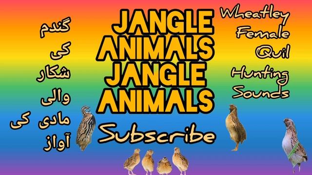 Madi batair ki awaz suba ke liye female quil sounds morning hunting گندم کی شکار مادی بٹیروں کی آوا