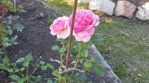 Роза Princess Alexandra of Kent (английская, Остин, Англия, 2007) 10.07.2022