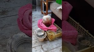 Цыпленок бройлер,сел на лапки.Начала лечить,он в итоге пошел!!! 12 июня 2020 г.