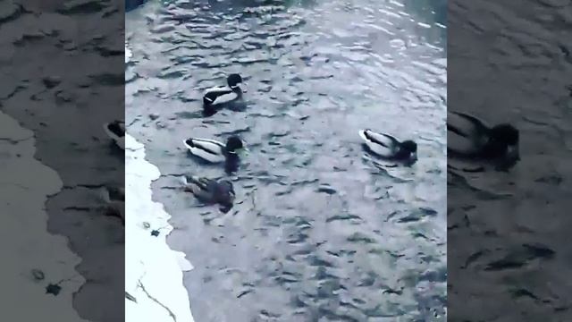 Город Зеленогорск, Курортный район Санкт-Петербурга смотреть онлайн