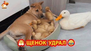 Щенок устал в компании Утят и мамы Утки И сбежал по своим собачьим делам ❣️😍🤗